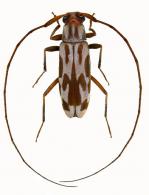 Acanthocinini Gen sp G164