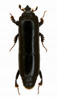 Trypanaeus sp1