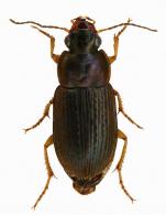 Selenophorus sp1