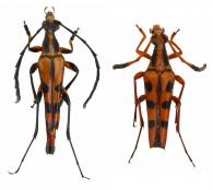 Strangalia  bivittata (Bates, 1870) ♂ & ♀