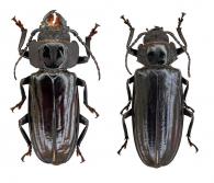 Mallodon baiulus  Erichson, 1847 ♂ & ♀