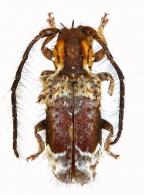Desmiphora (Desmiphora) elegantula  White, 1855