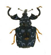 Curculionidae Gen sp86