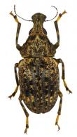 Stenocerus varipes  Fahraeus, 1839