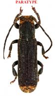 Adetus guyanensis Roguet, 2025 PARATYPE