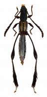 Phygopoda ingae  Penaherrera-Leiva & Tavakilian, 2004