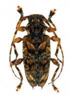 Aegomorphus longispinis  (Bates, 1861)