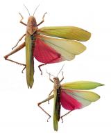 Titanacris picticrus picticrus  (Descamps, 1978) ♂ & ♀