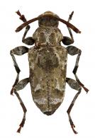 Anisolophia cultrifera  (White, 1855)