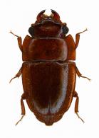 Nitidulidae Gen sp1