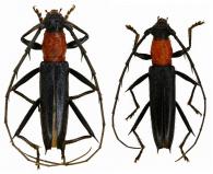 Pantonyssus erichsonii  (White, 1853)  ♂ & ♀