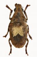 Euparius sellatus Fahraeus, 1839