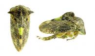 Centronodus sp1