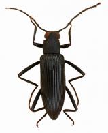 Otocerus sp1
