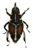 Macrocopturus suturalis (Heller, 1895)