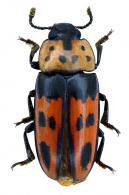 Pselaphacus puncticollis  Guérin-Méneville, 1841