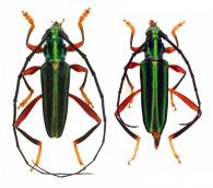 Mionochroma ocreatum  (Bates,1870)  ♂ & ♀