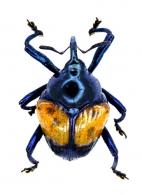 Garnia sp1