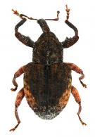 Conotrachelus sp5