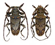 Oreodera basipenicillata   Tippmann, 1960  ♂ & ♀