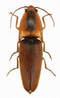 Conoderus sp. aff. sericeus  Candèze, 1865