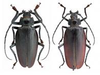 Ctenoscelis coeus  (Perty, 1832) ♂ & ♀