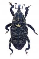 Zygops vinitor Desbrochers, 1890