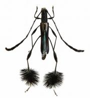 Etimasu cosmipes (Penaherrera-Leiva & Tavakilian, 2003)