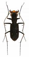 Pentacomia (Poecilochila) ventralis (Dejean,1825)