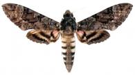 Agrius cingulata (Fabricius, 1775)