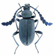 Prostenus sp1