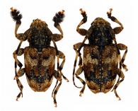 Eupromerella clavator  (Fabricius, 1801)  ♂ & ♀