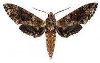 Manduca rustica rustica  (Fabricius, 1775)