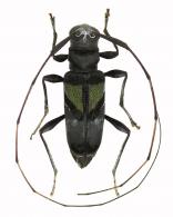 Toronaeus sumptuosus  Lane, 1973