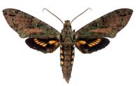 Cocytius beelzebuth (Boisduval, 1875)