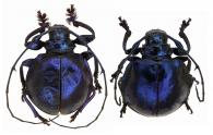 Cyclopeplus cyaneus  Thomson 1860  ♂ & ♀