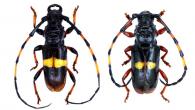 Monneellus rhodopus (Bates, 1870) ♂ & ♀