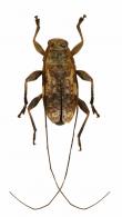 Sympagus bimaculatus (Gilmour, 1958)