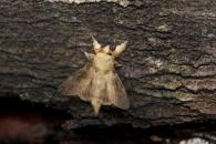 Lasiocampidae Gen sp