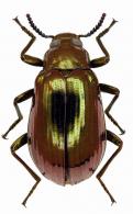 Epicalla sp1