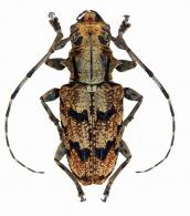 Catuana spinicornis  (Tippmann, 1960)