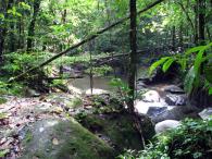Forêt primaire 