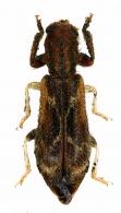 Cleridae Gen sp10