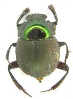 Hansreia affinis  Fabricius, 1801