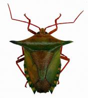 Pentatomidae Gen sp8