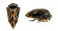 Horiola arcuata (Fabricius, 1803)