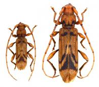 Haruspex modestus  (White, 1855) ♂ & ♀
