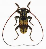 Acanthocinini Gen sp G498