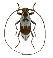 Lepturges (Lepturges) zonula Monné, 1976