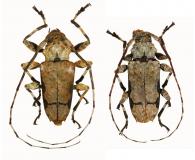 Oreodera glauca glauca  (Linnaeus, 1758)  ♂ & ♀
